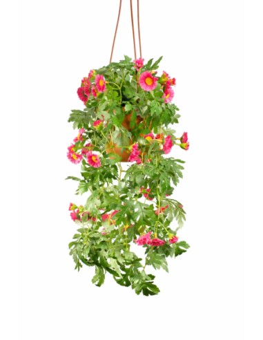 PLANTA COLGANTE DE CRISANTEMOS 55CM