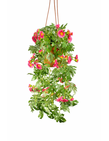 PLANTA COLGANTE DE CRISANTEMOS 55CM