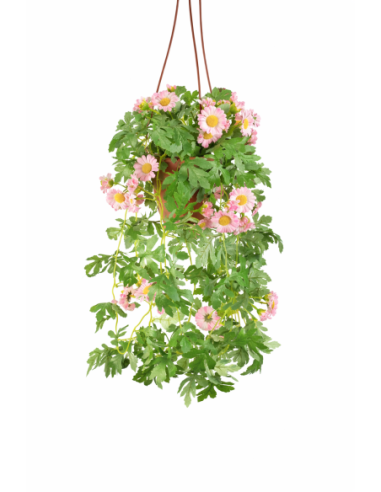 PLANTA COLGANTE DE CRISANTEMOS 55CM