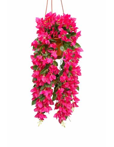 PLANTA COLGANTE DE BUGANVILLA 60CM