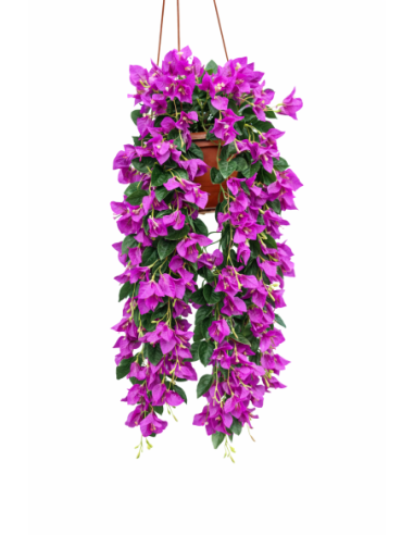 PLANTA COLGANTE DE BUGANVILLA 60CM