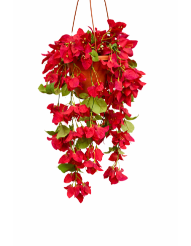 PLANTA COLGANTE DE BUGANVILLA 55CM