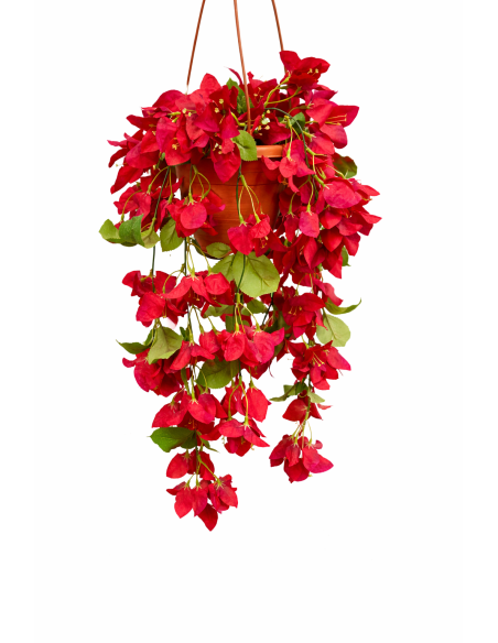 PLANTA COLGANTE DE BUGANVILLA 55CM