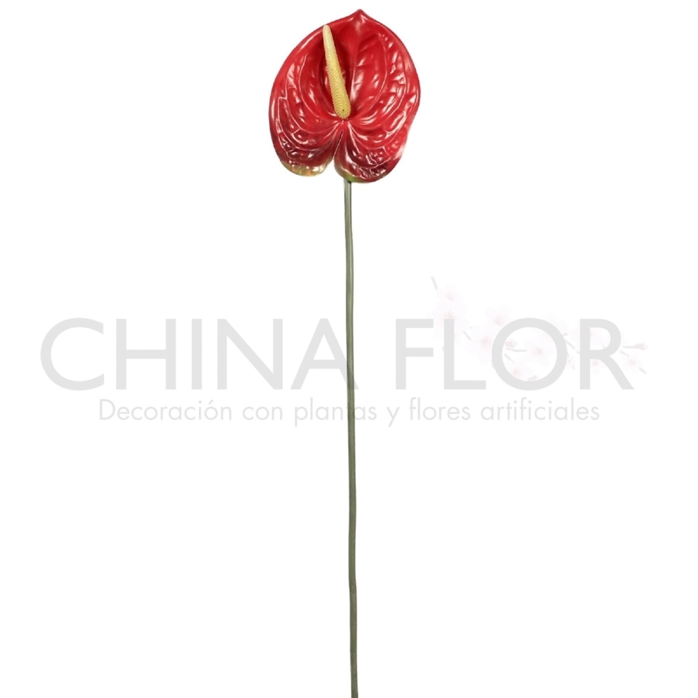 RAMAS ANTHURIUM 67CM