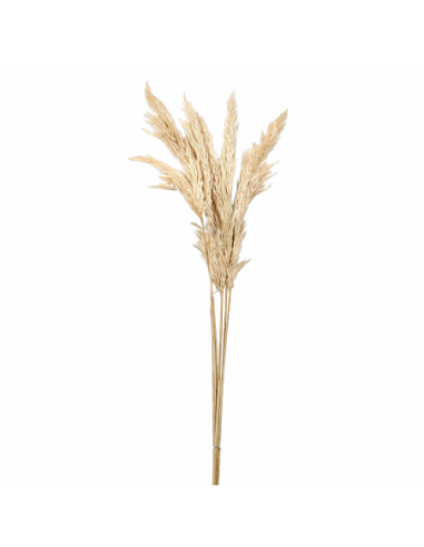 MISE-FLORES SECAS PLUMA 85CM
