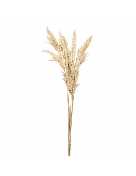 MISE-FLORES SECAS PLUMA 85CM