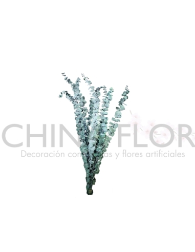 FLOR DE EUCALIPTO