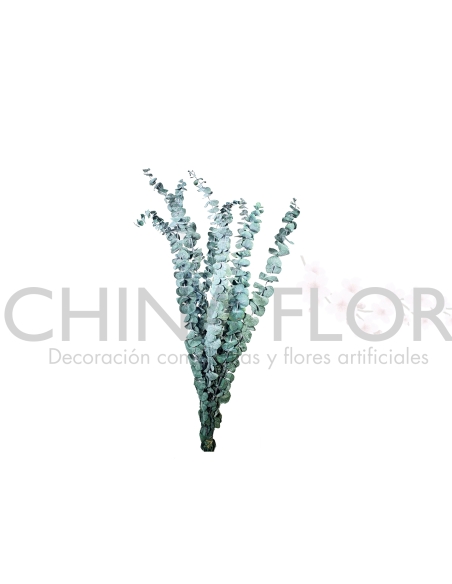 FLOR DE EUCALIPTO