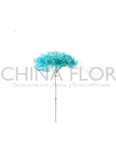 HORTENSIA