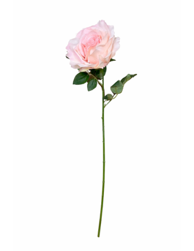 GRAN ROSA, ROSA 65CM