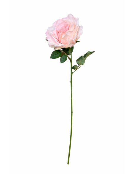 GRAN ROSA, ROSA 65CM
