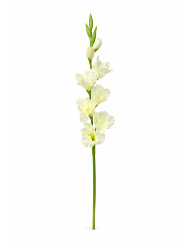 GLADIOLO BLANCO X9 80CM