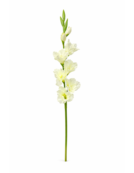 GLADIOLO BLANCO X9 80CM