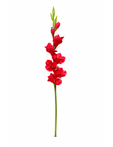 GLADIOLO ROJO X9 80CM