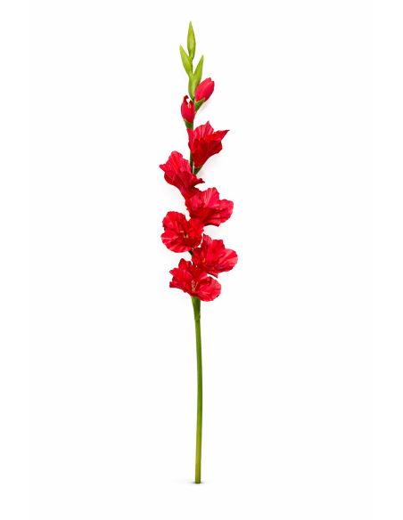 GLADIOLO ROJO X9 80CM