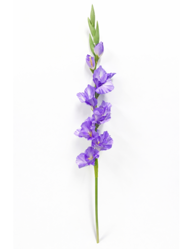 GLADIOLO MORADO X9 80CM