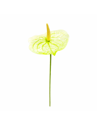 RAMA DE ANTHURIUM VERDE 60CM