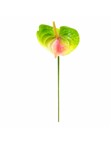RAMA DE ANTHURIUM BICOLOR 60CM