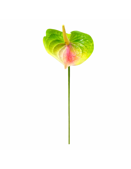 RAMA DE ANTHURIUM BICOLOR 60CM