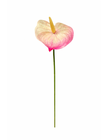RAMA DE ANTHURIUM ROSA 60CM