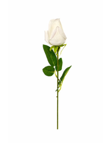 ROSA CAPULLO BLANCA 55CM