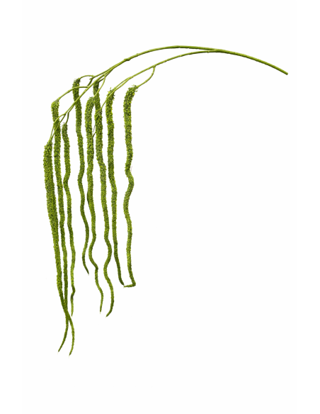 RAMA DE AMARANTHUS COLGANTE VERDE 120CM