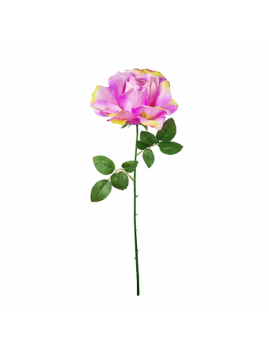 GRAN ROSA, LILA 65CM