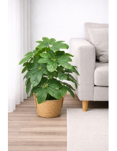Schefflera artificial 65/70CM