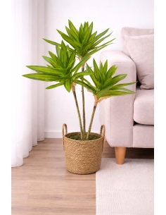 Drácena reflexa artificial  65/70CM