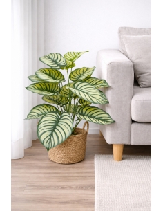 Calathea orbifolia  artificial  65/70CM