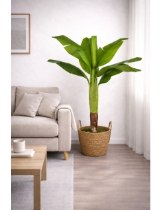 Platanera artificial 105CM