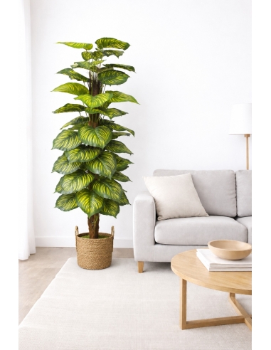 Dieffenbachia artificial ALT 170CM