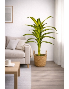Drácena fragrans artificial 115CM