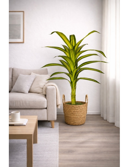 Drácena fragrans artificial 115CM