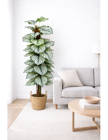 Calathea orbifolia artificial 170CM