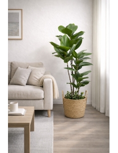 Ficus elastica artificial  90CM