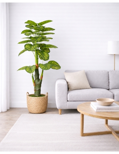 Dieffenbachia Artificial 170CM