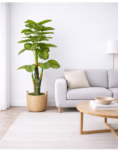 Dieffenbachia Artificial 170CM