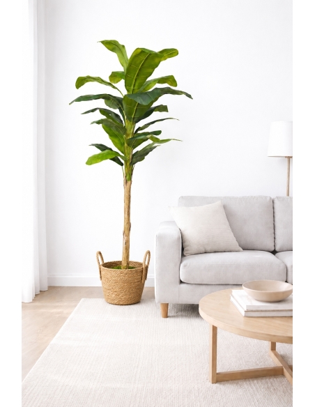 Ficus lyrata artificial  220CM