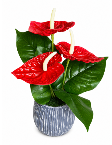 BASE GRIS+FLOR 12CM ALT.30CM