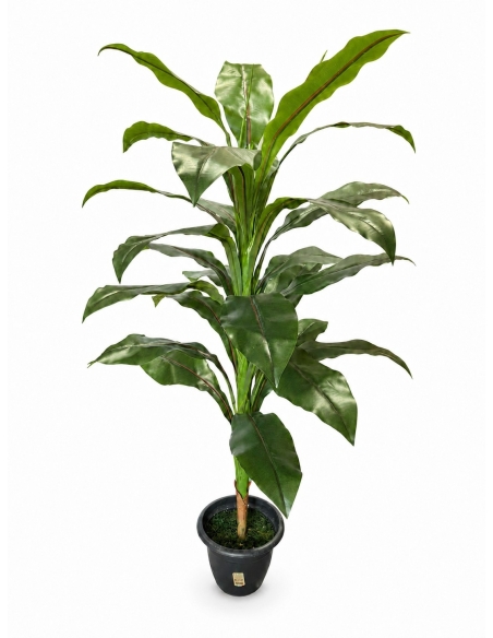 ARBOL GRANDE