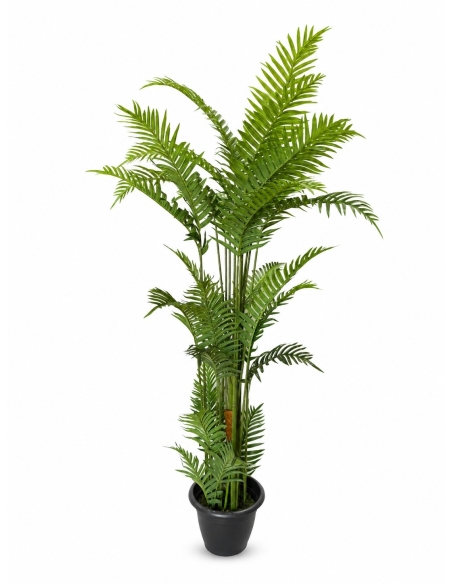 ARBOL GRANDE