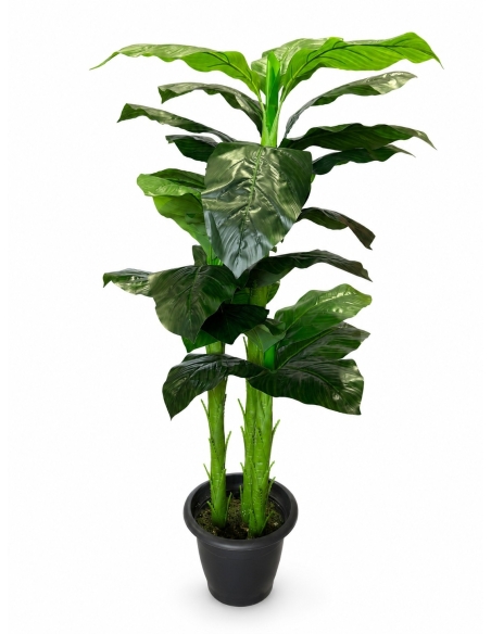 ARBOL GRANDE