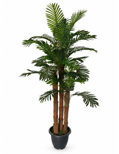 ARBOL GRANDE