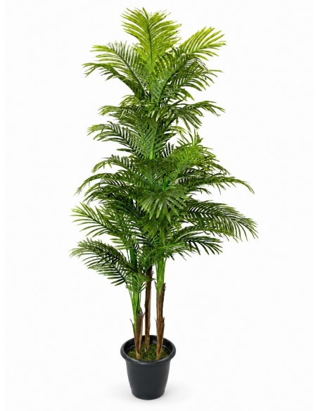 ARBOL GRANDE