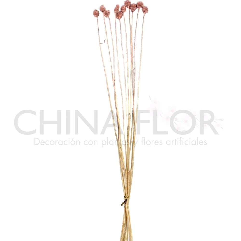 FEN-FLORES SECAS BOLITA SECA 60CM