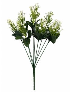 GYPSOPHILA