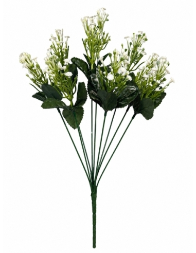 GYPSOPHILA