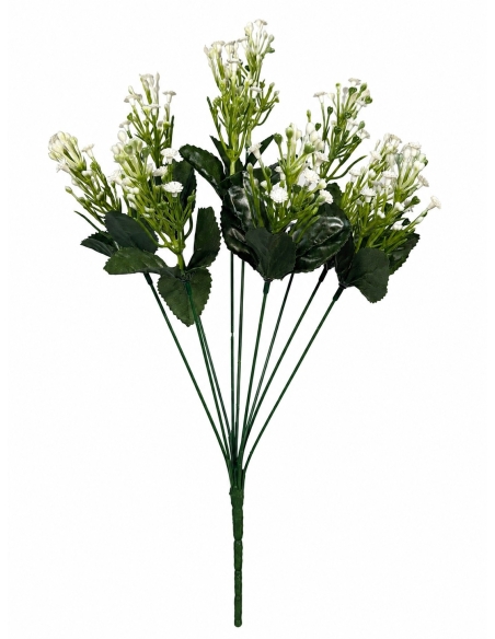 GYPSOPHILA