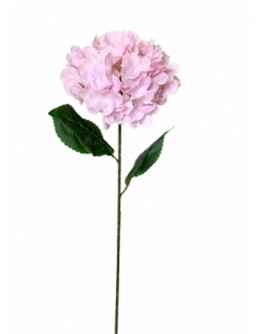 HORTENSIA